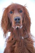 Animals/Insects Irish Setter